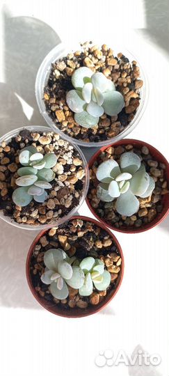 Красотка эчеверия Лау(фото из инета)