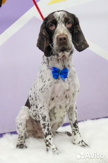 Стрижка собак на обьгэс