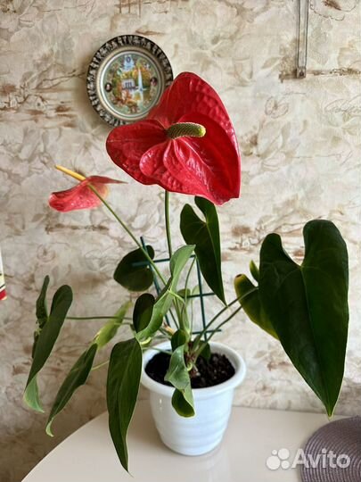 Антариум или Мужское счастье