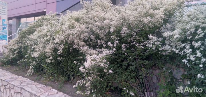 Клематис Ломонос