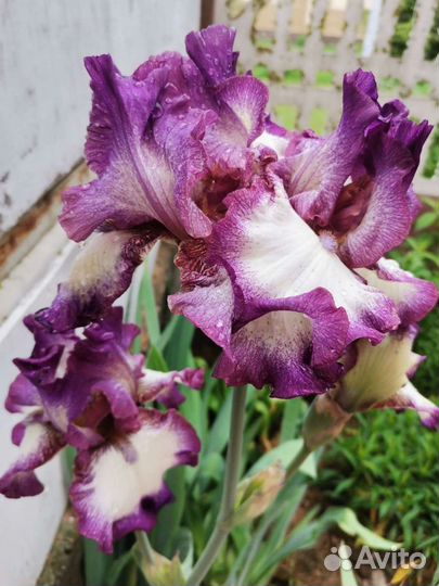 Цветы ирисы