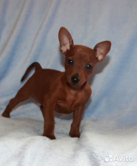 Карликовый пичер