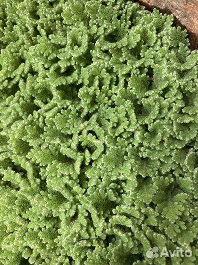 Водные растения для пруда, кувшинки