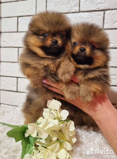 Померанский шпиц мини