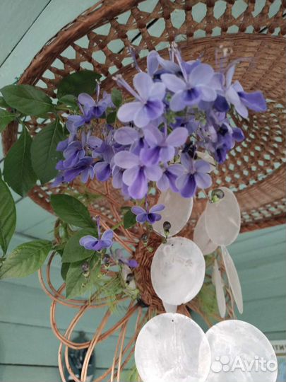 Табернемонтана, Клеродендроны,розмарин