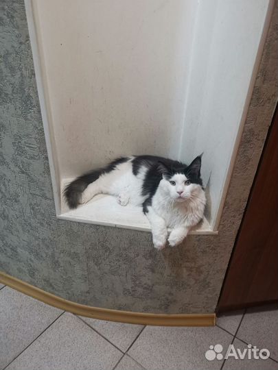 Кот мейн-кун вязка