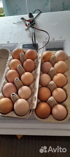 Инкубационное яйцо кур Брама