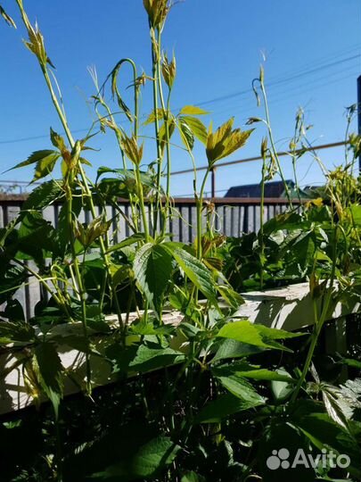 Саженцы 5-листовый девичий виноград