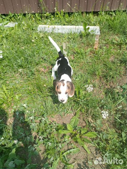 Щенки бигль