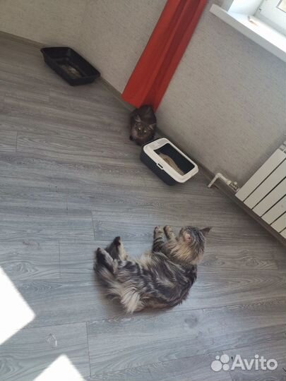 Домашняя гостиница для кошек