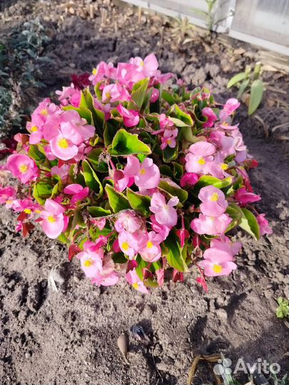 Бегония вечноцветущая