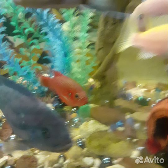 Хромис красавец