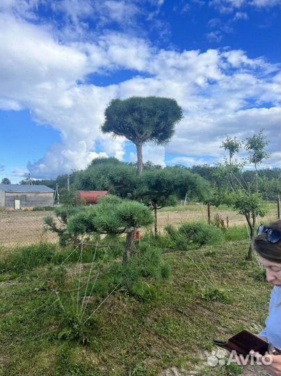 Туя Смарагд с гарантией приживаемости