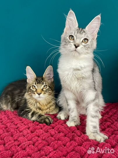 Кошки мейн-кун