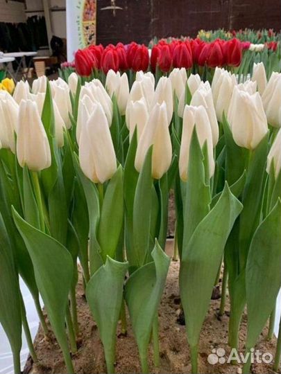 Луковицы тюльпанов оптом