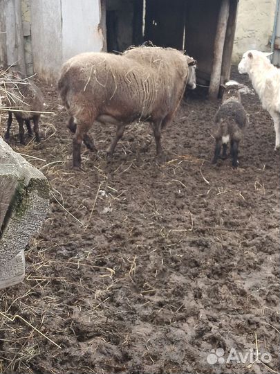 Баран и овцы