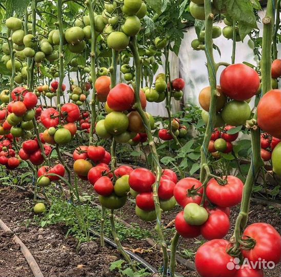 Семена Помидор