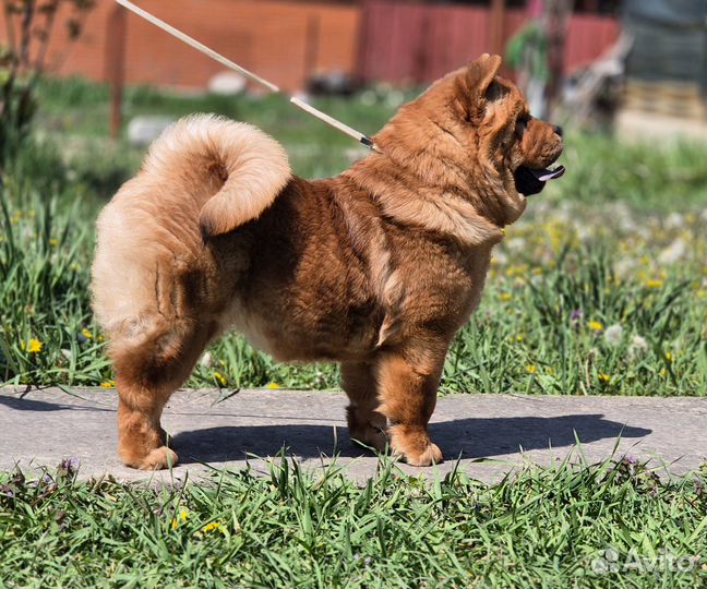 Чау-чау короткошерстные смуф