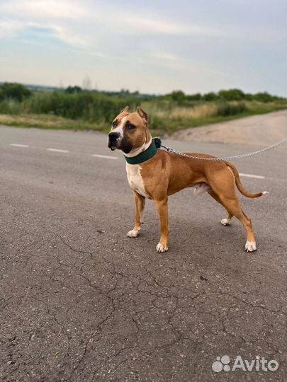 Стаффордширский терьер вязка