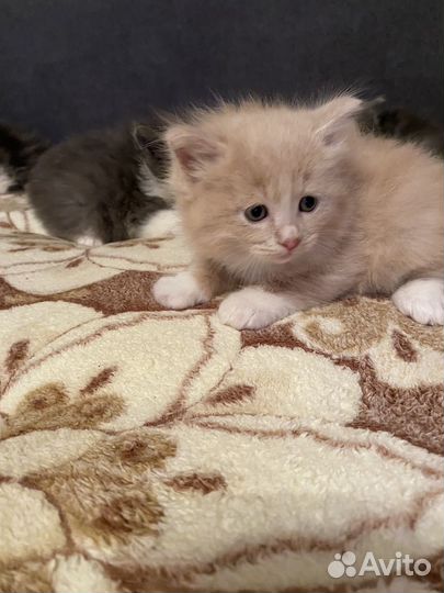 Курильский бобтейл