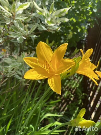 Лилейник желтый