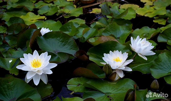 Растения для пруда