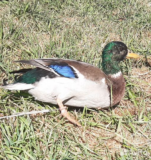 Селезеннь тульской подсадной, дляохоты