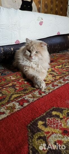 Котик в дар персиковый пушистый