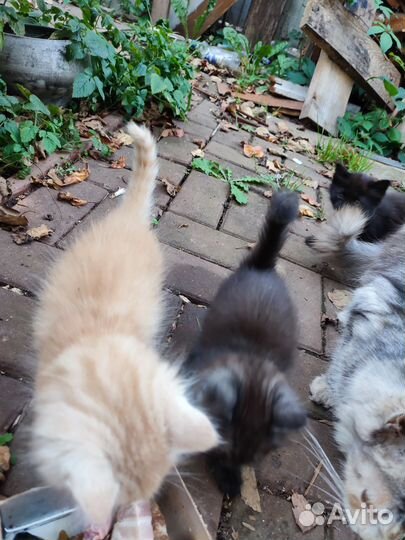 Котята в дар
