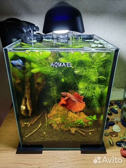 Аквариумные рыбки и растения