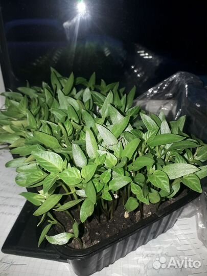 Рассада перца сладкого для пикировки