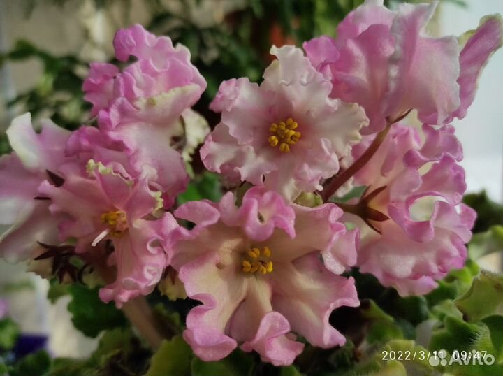 Набор 10/20/30/40/50 укорененных черенков