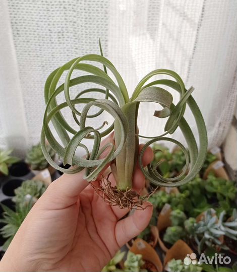 Тилландсии атмосферные