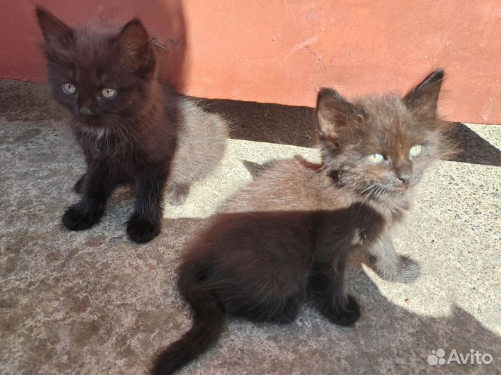 Две кошечки