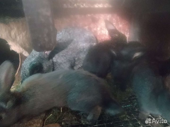 Кролики