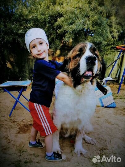 Передержка(как дома) в квартиру в семью (опыт)