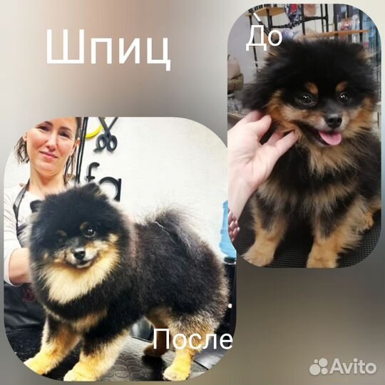 Стрижка собак