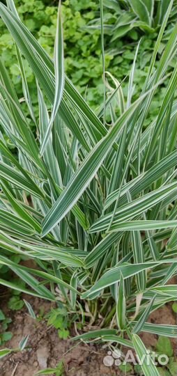 Растения для сада