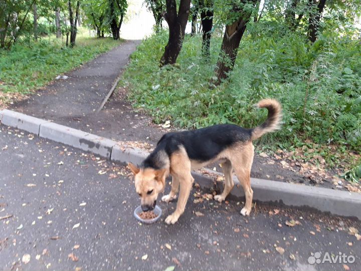Собака в добрые руки отдам бесплатно