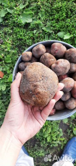 Картофель крупный