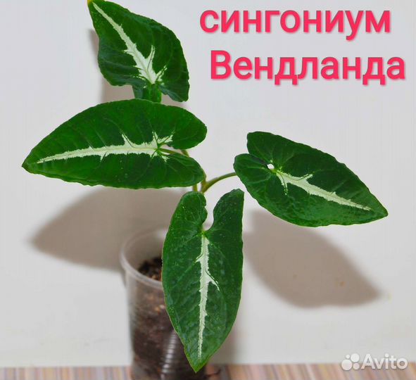 Сингониумы сортовые