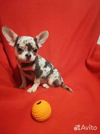 Чихуахуа(голубое мерле)