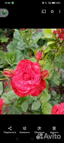 Садовые растения