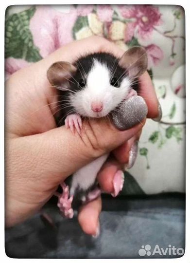 Крыски крысята крысы дамбо хаски