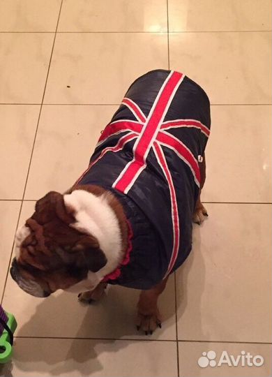 Одежда для собак (английский бульдог)