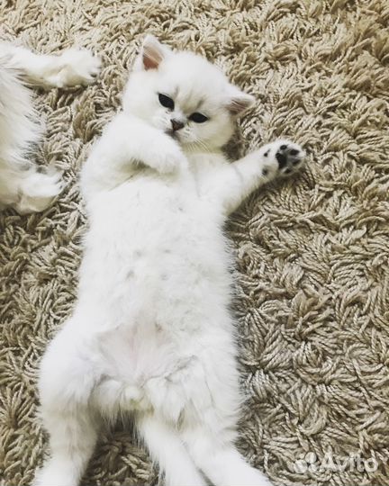 Котята из питомника