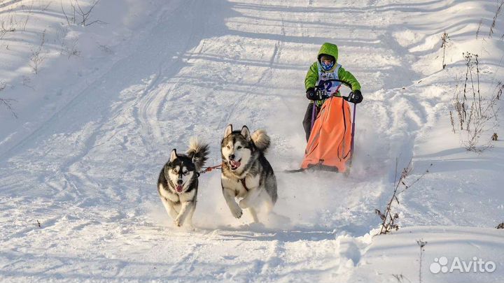 Пряжа из собачьего пуха