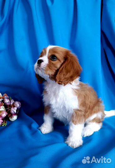 Кавалер Кинг Чарльз спаниель щенки