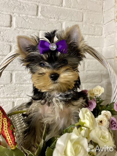 Йоркширский терьер