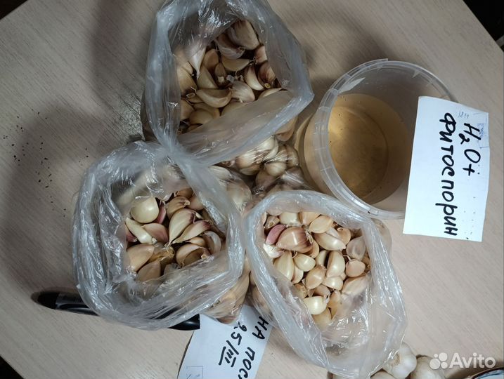 Чеснок летний продам